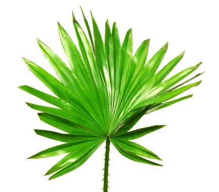 Saw palmetto fruituak Uromexil Forte-en