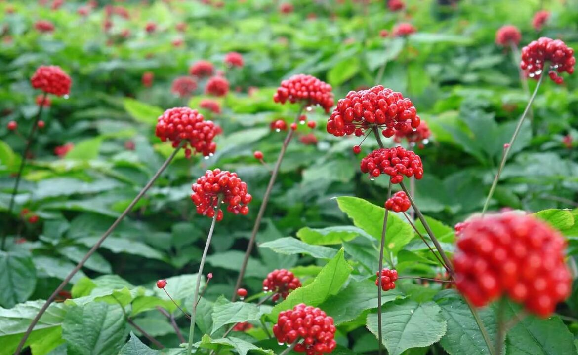 Ginseng-ek prostatitisaren hantura kentzen lagunduko du